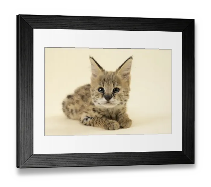 Framed Print : Serval (Leptailurus serval), juvenile Framed Print : Serval (Leptailurus serval), juvenile