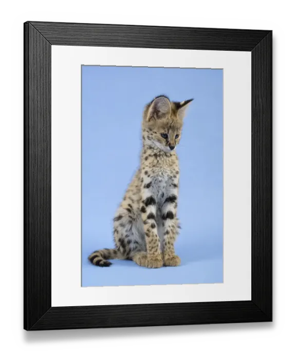 Framed Print : Serval (Leptailurus serval), juvenile Framed Print : Serval (Leptailurus serval), juvenile