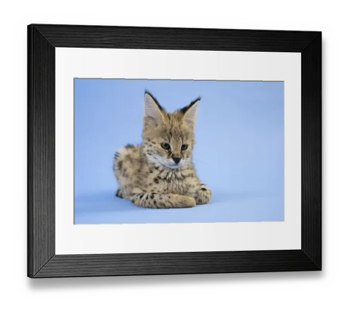 Framed Print : Serval (Leptailurus serval), juvenile Framed Print : Serval (Leptailurus serval), juvenile
