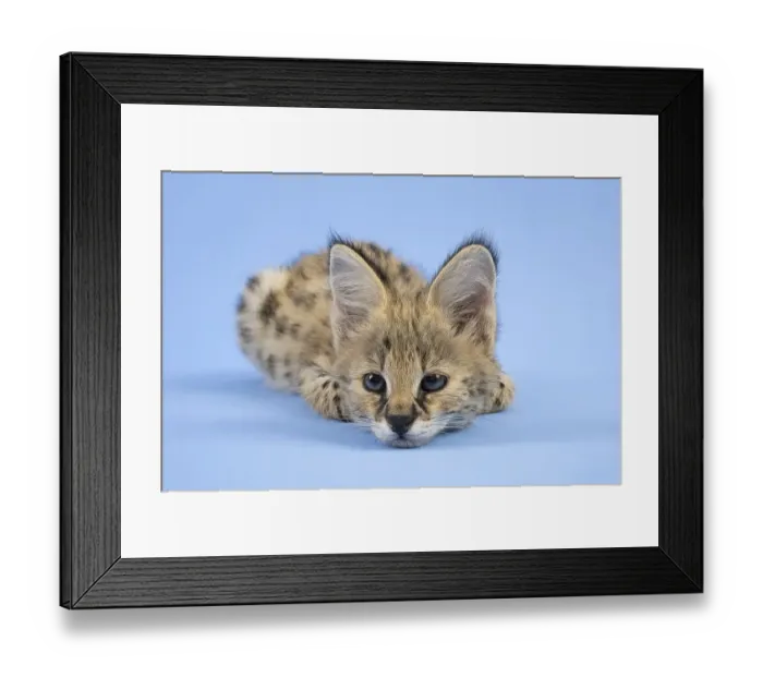 Framed Print : Serval (Leptailurus serval), juvenile Framed Print : Serval (Leptailurus serval), juvenile