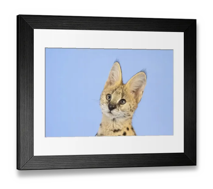 Framed Print : Serval (Leptailurus serval), juvenile