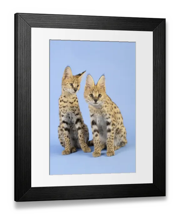Framed Print : Serval (Leptailurus serval), 2 juveniles