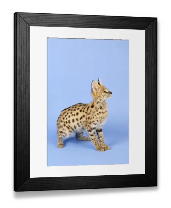 Framed Print : Serval (Leptailurus serval), juvenile