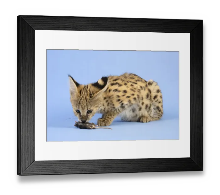 Framed Print : Serval (Leptailurus serval), sniffing mouse Framed Print : Serval (Leptailurus serval), sniffing mouse