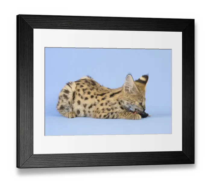Framed Print : Serval (Leptailurus serval), eats mouse