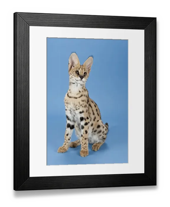 Framed Print : Serval (Leptailurus serval), juvenile Framed Print : Serval (Leptailurus serval), juvenile