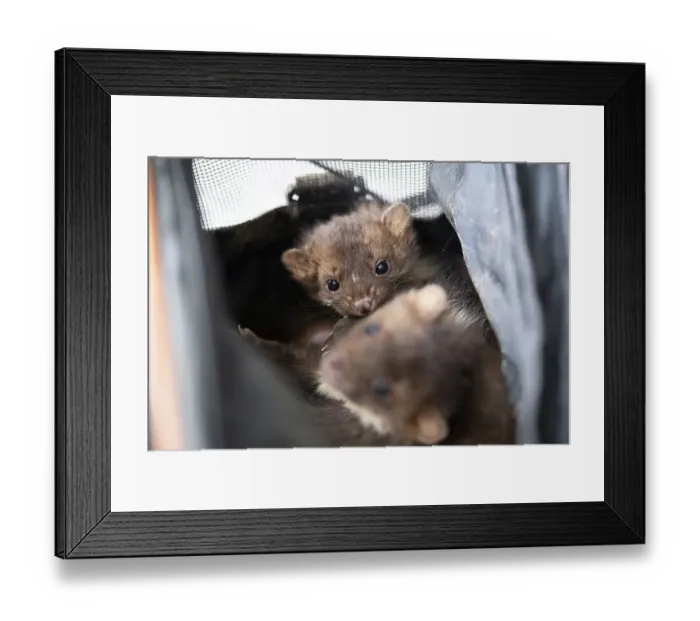 Framed Print : Beech marten (Martes foina), practical animal welfare Framed Print : Beech marten (Martes foina), practical animal welfare
