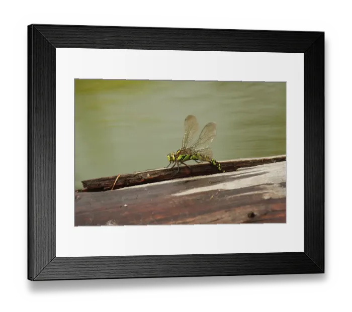 Framed Print : Southern Hawker (Aeshna cyanea)