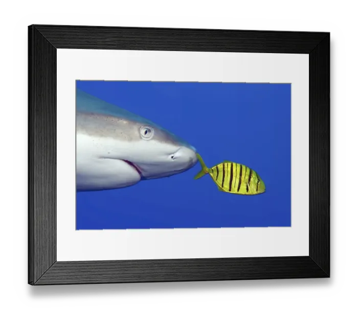 Framed Print : Pilot fish, Black golden pilot mackerel (Gnathanodon speciosus)
