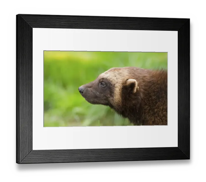 Framed Print : Wolverine (Gulo gulo), portrait