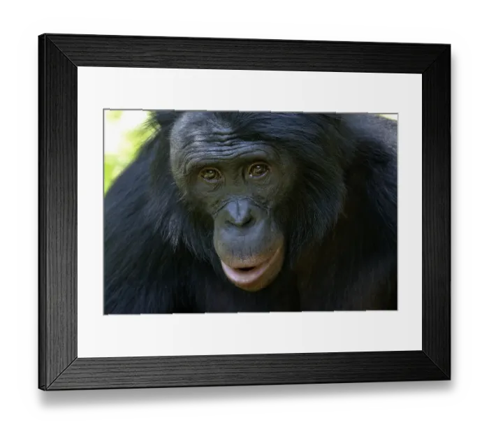 Framed Print : Bonobo (Pan paniscus), portrait