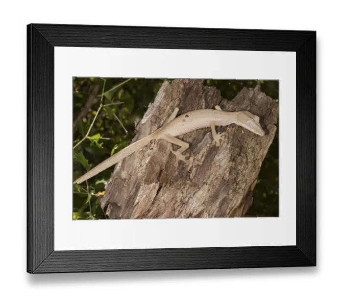 Framed Print : Lined Leaf-Tailed Gecko (Uroplatus lineatus)
