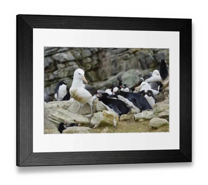 Framed Print : Black-browed Albatross (Thalassarche melanophris)