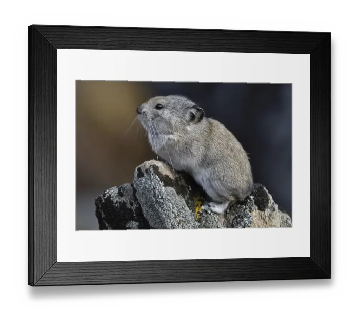 Framed Print : Collared pika (Ochotona collaris) Framed Print : Collared pika (Ochotona collaris)