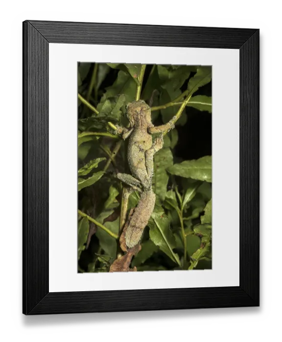 Framed Print : Satanic Leaf Tailed Gecko (Uroplatus phantasticus) in the tree Framed Print : Satanic Leaf Tailed Gecko (Uroplatus phantasticus) in the tree