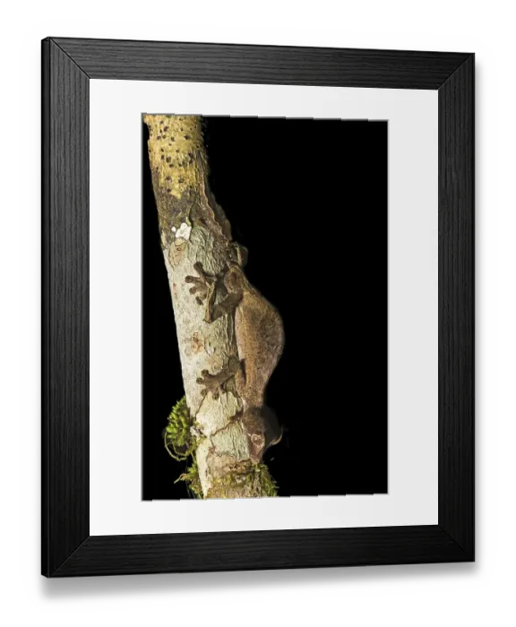 Framed Print : Satanic Leaf Tailed Gecko (Uroplatus phantasticus) to tree trunk