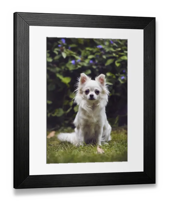 Framed Print : Chihuahua (Canis lupus familiaris) sitting in front of bushes