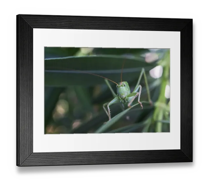 Framed Print : Grasshopper, Great green bush cricket (Tettigonia viridissima) sits on a Oleander leaf (Nerium oleander) Framed Print : Grasshopper, Great green bush cricket (Tettigonia viridissima) sits on a Oleander leaf (Nerium oleander)