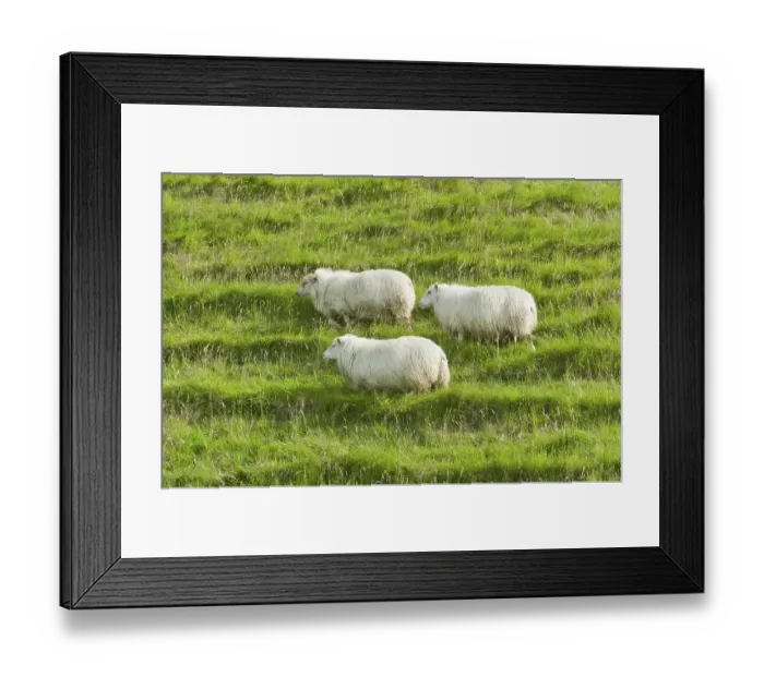 Framed Print : Sheep on a green meadow, Iceland, Europe Framed Print : Sheep on a green meadow, Iceland, Europe