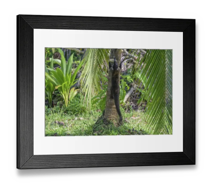 Framed Print : White nosed coati (Nasua narica) climbing a palm tree Framed Print : White nosed coati (Nasua narica) climbing a palm tree