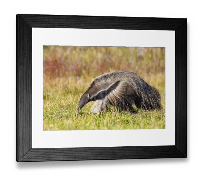 Framed Print : Giant anteater (Myrmecophaga tridactyla) Pantanal Brazil
