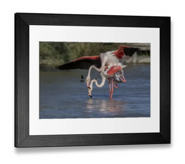 Framed Print : Greater Flamingoes (Phoenicopterus roseus) Framed Print : Greater Flamingoes (Phoenicopterus roseus)