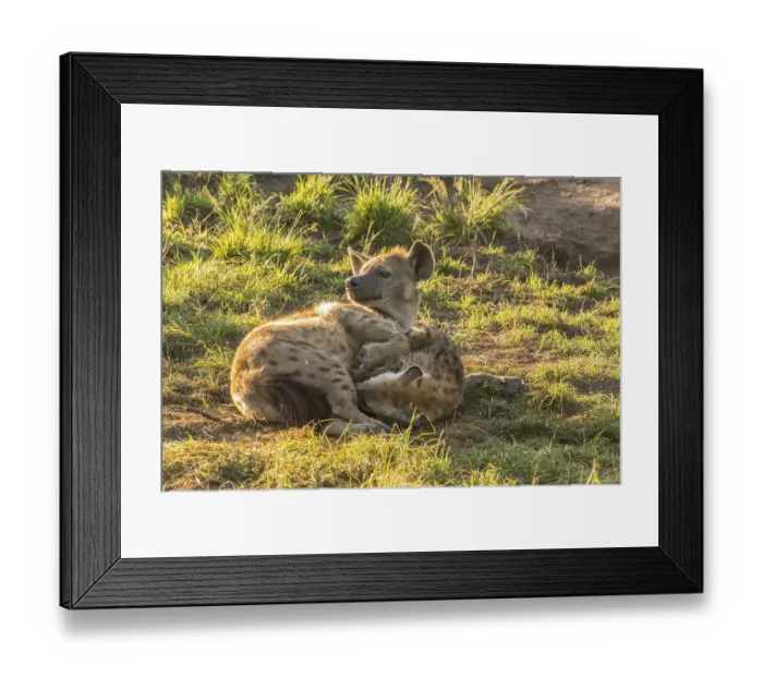 Framed Print : Spotted Hyenas (Crocuta crocuta) Framed Print : Spotted Hyenas (Crocuta crocuta)