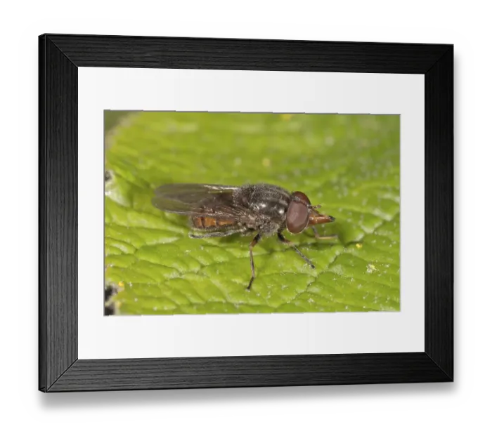Framed Print : Rhingia campestris hover fly (Rhingia campestris)