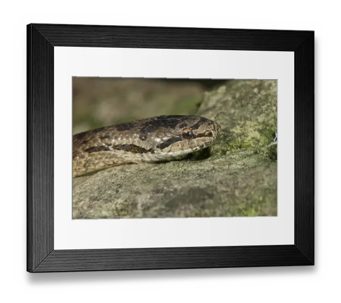 Framed Print : Smooth snake (Coronella austriaca)