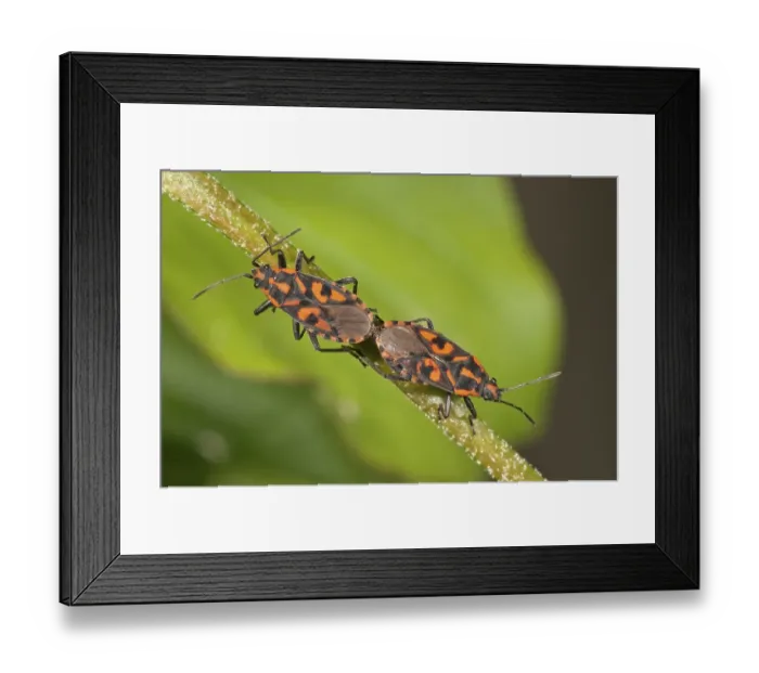 Framed Print : Milkweed bugs (Lygaeus saxatilis)