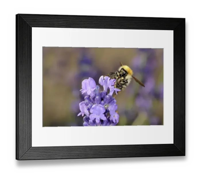 Framed Print : Honey Bee (Apis), feeding, True Lavender (Lavandula angustifolia)
