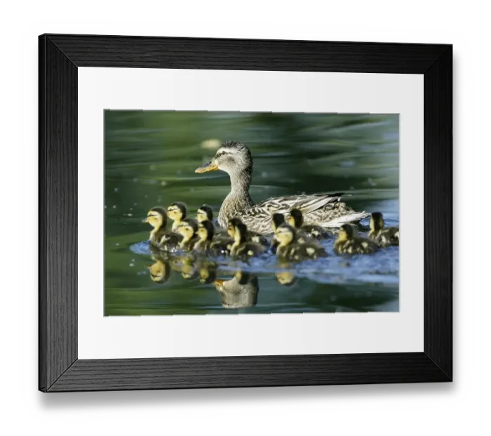 Framed Print : Mallard, mallard duck (anas platyrhynchos)