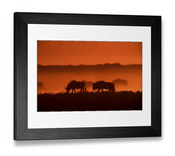 Framed Print : Blue wildebeests (Connochaetes taurinus) Framed Print : Blue wildebeests (Connochaetes taurinus)