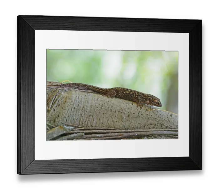 Framed Print : Seychelles bronze gecko (Ailuronyx seychellensis)