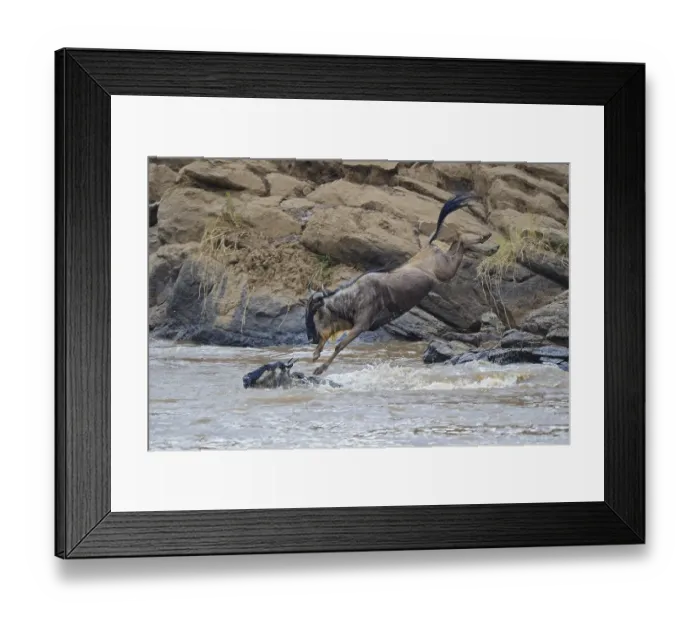 Framed Print : Blue wildebeest (Connochaetes taurinus)