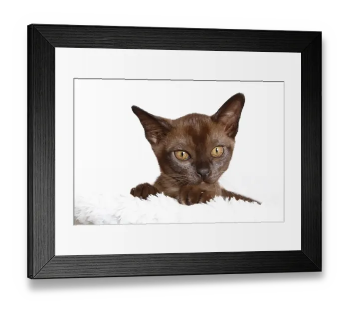 Framed Print : Burmese cat, 10 weeks old