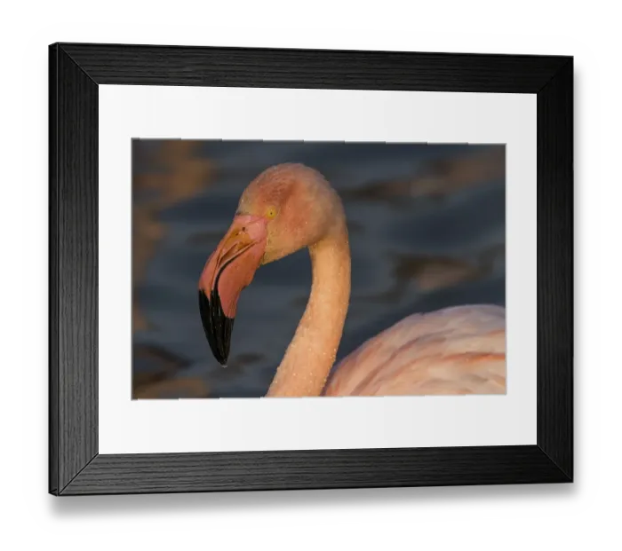 Framed Print : Greater flamingo (Phoenicopterus roseus)