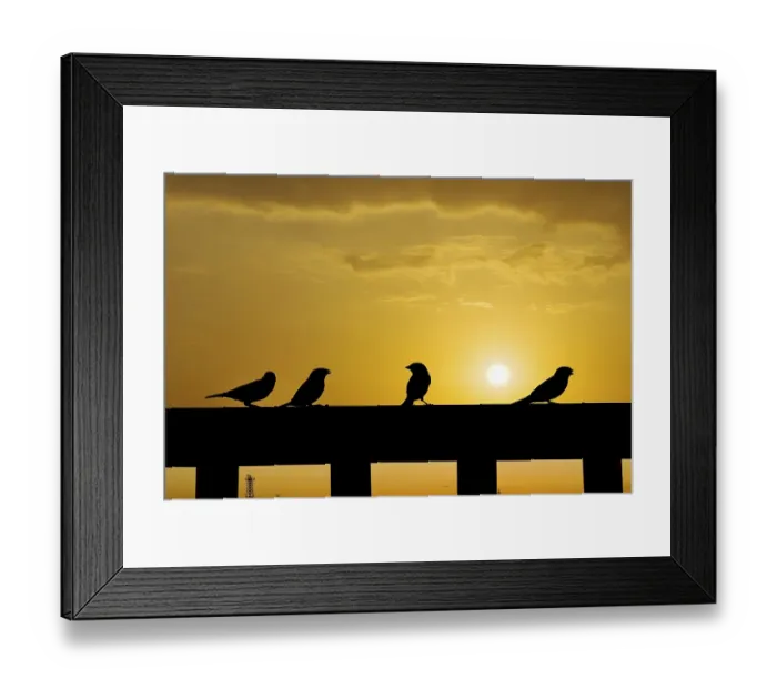 Framed Print : Sparrows on a railing, backlit at sunset