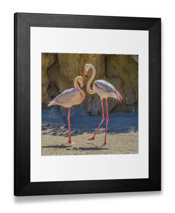 Framed Print : Greater Flamingos (Phoenicopterus roseus) Framed Print : Greater Flamingos (Phoenicopterus roseus)