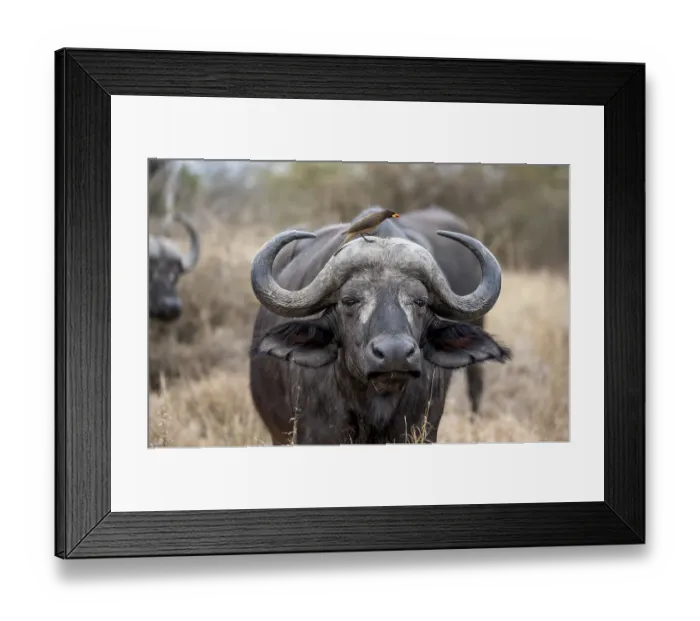 Framed Print : African buffalo (Syncerus caffer caffer) with yellowbill oxpecker (Buphagus africanus)