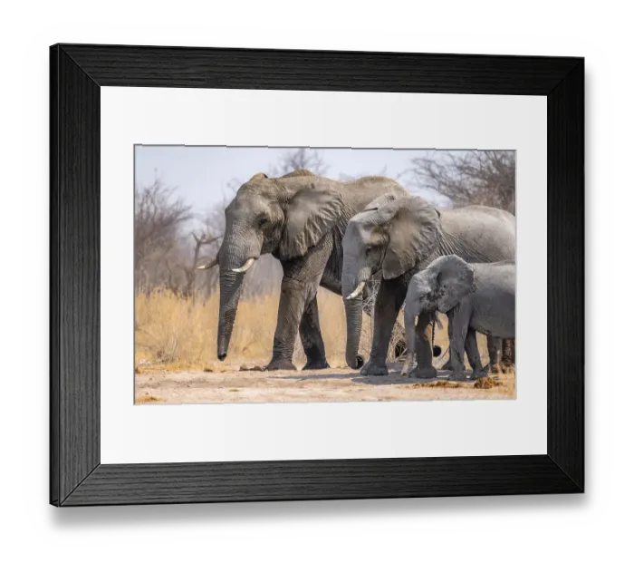 Framed Print : African elephant (Loxodonta africana) Framed Print : African elephant (Loxodonta africana)