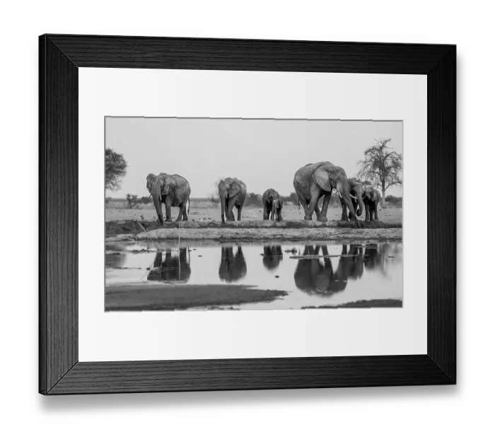 Framed Print : African elephant (Loxodonta africana)