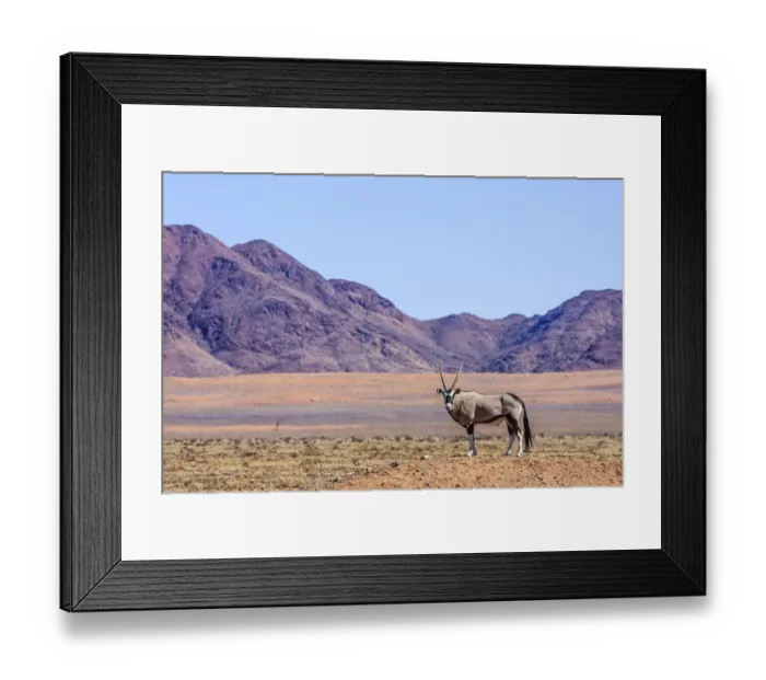Framed Print : Gemsbock or gemsbuck (Oryx gazella) in Namib Naukluft Park