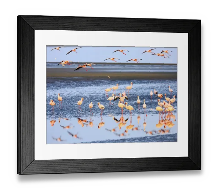Framed Print : Greater flamingos (Phoenicopterus roseus) in shallow water