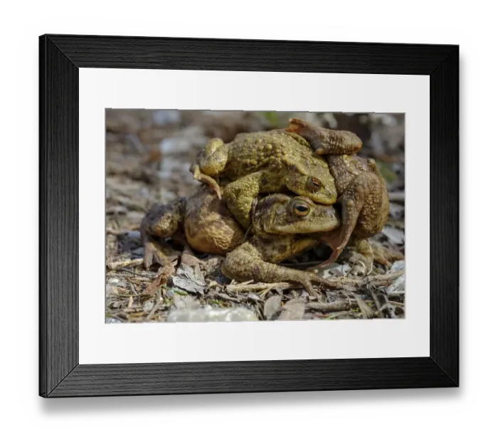 Framed Print : Common toads (Bufo bufo), female with two mating males Framed Print : Common toads (Bufo bufo), female with two mating males