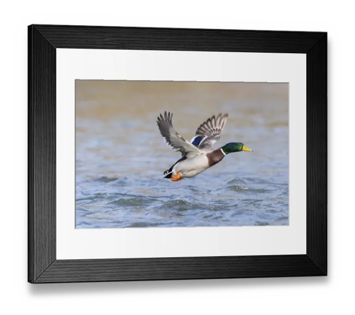 Framed Print : Mallard (Anas platyrhynchos), in flight above water surface