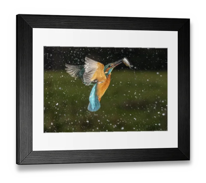 Framed Print : Common kingfisher (Alcedo atthis)