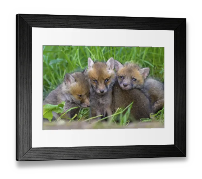 Framed Print : Three young foxes (Vulpes vulpes) sitting close together on a green meadow and looking curiously into the camera