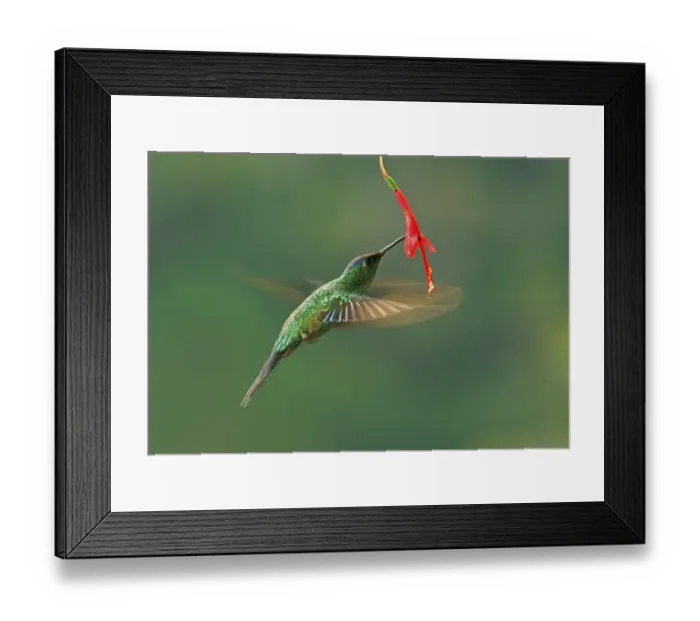 Framed Print : Violet-capped woodnymph (Thalurania glaucopis) drinking at a flower
