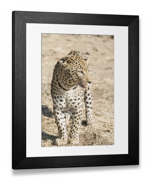 Framed Print : Leopard (Panthera pardus), Khomas, Namibia, Africa